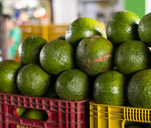 Preço do abacate tem queda de 46,67% na Ceasa Maracanaú