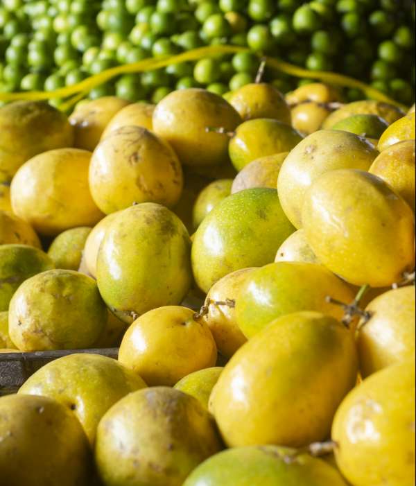 Maracujá é vendido a R$ 2,50/kg na Ceasa em Tianguá