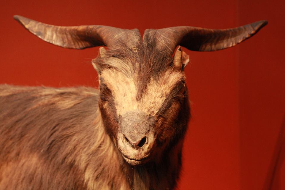 Museus do Dragão do Mar abrem itinerância do Bode Ioiô pela Rede de Equipamentos da Secult Ceará