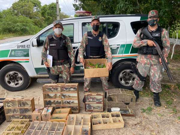 PMCE apreende mais de 170 pássaros silvestres e macaco em feira da Parangaba