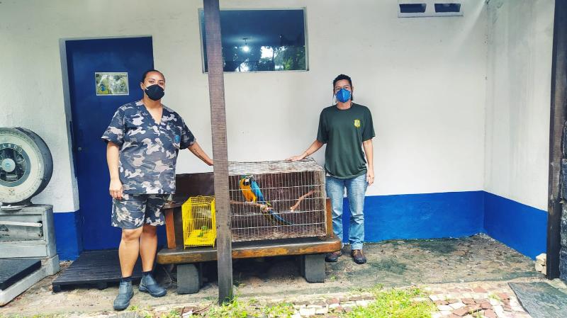 Semace resgata Arara Canindé e Periquito da Caatinga em ações de entrega voluntária