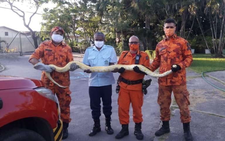 Cobras resgatadas representam 60% dos salvamentos de animais realizados pelo Corpo de Bombeiros