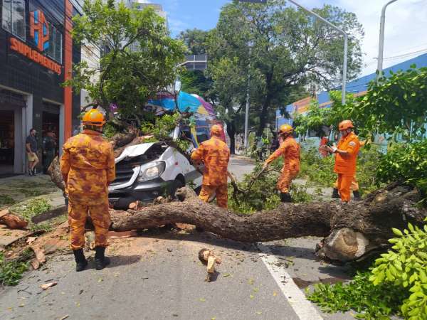 CBMCE atendeu mais de 590 ocorrências de árvores no primeiro trimestre de 2022