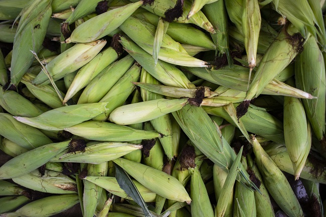 Espiga de milho a R$ 0,60/unid na Ceasa em Maracanaú