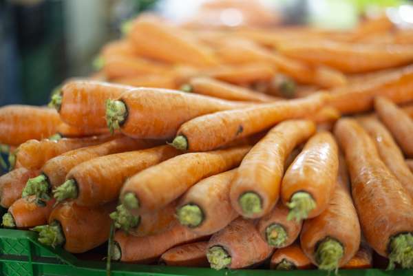 Preço da cenoura tem queda de 40% na Ceasa Cariri