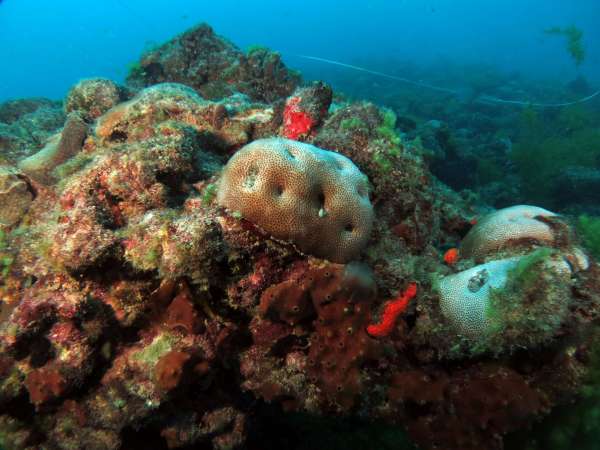 No Dia Mundial dos Oceanos, Sema divulga resultado de fiscalização na Pedra da Risca do Meio