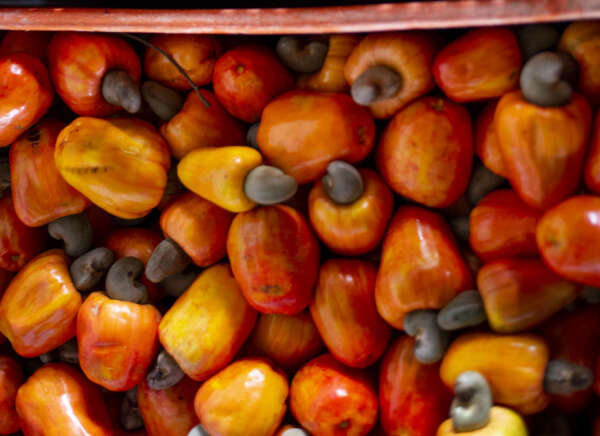 Preço do caju tem queda de 36,36% na Ceasa em Maracanaú