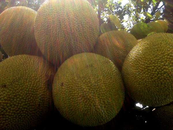 Preço da jaca apresenta queda de 53,3% na Ceasa Cariri