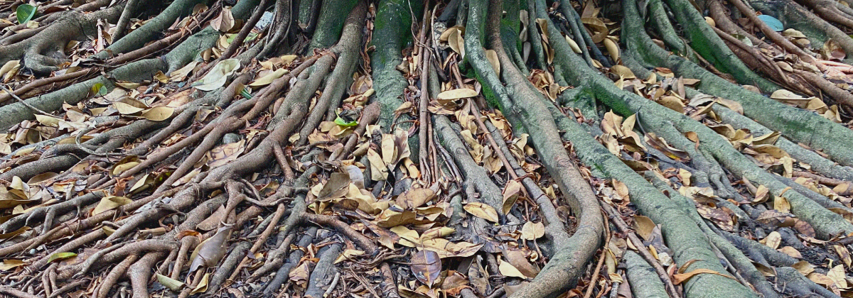 Porto Iracema das Artes realiza aula aberta “Quando Raízes Se Encontram Contam Histórias Terrosas”, com Salissa Rosa e Walla Capelobo