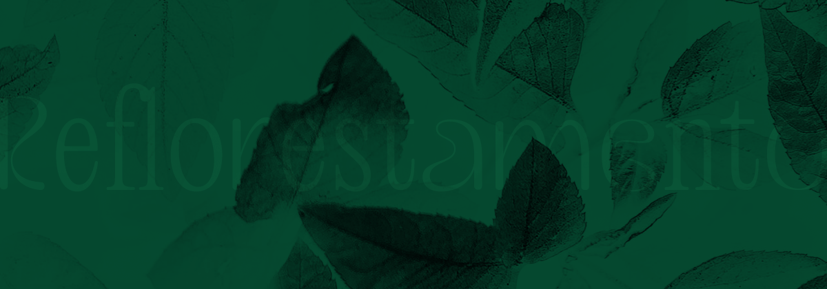 Porto Iracema das Artes realiza exposição “Reflorestamento”, comemorativa aos 10 anos do Programa Laboratórios de Criação