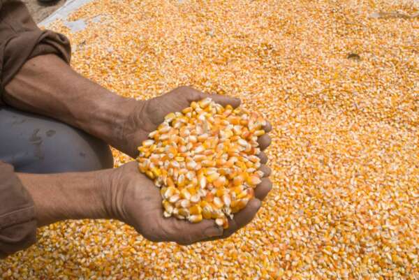 Mais de 150 mil agricultores cearenses deverão receber sementes do Projeto Hora de Plantar