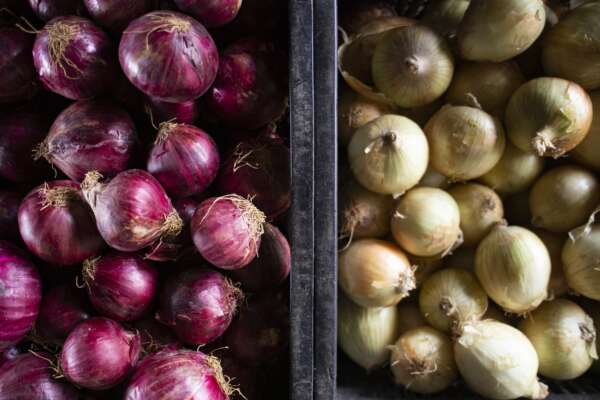 Preço da cebola pera apresenta queda de 38,8% na Ceasa Maracanaú