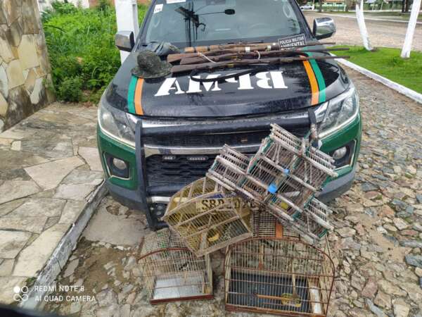 PMCE captura homem e apreende quatro espingardas e pássaros silvestres em Marco