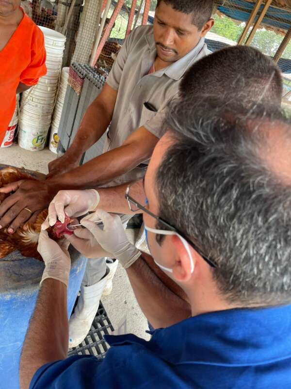 Adagri realiza inquéritos soroepidemiológicos em granjas para prevenir Influenza Aviária e Doença de Newcastle