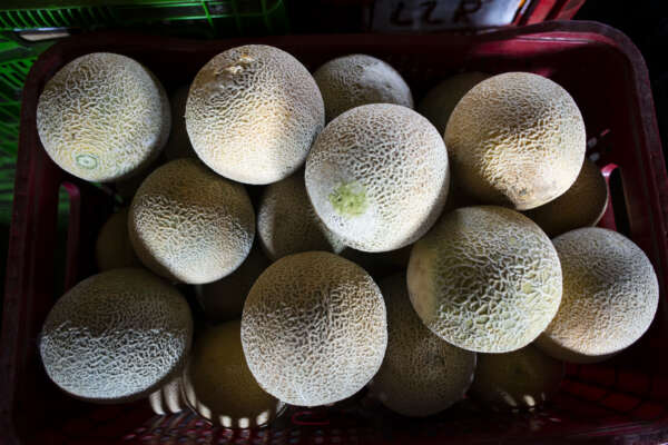 Preço do melão japonês tem queda de 16,6% na Ceasa em Maracanaú