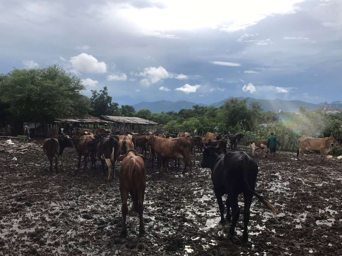 Ação conjunta das Polícias Civil e Militar resulta na recuperação de 43 animais roubados em Sobral