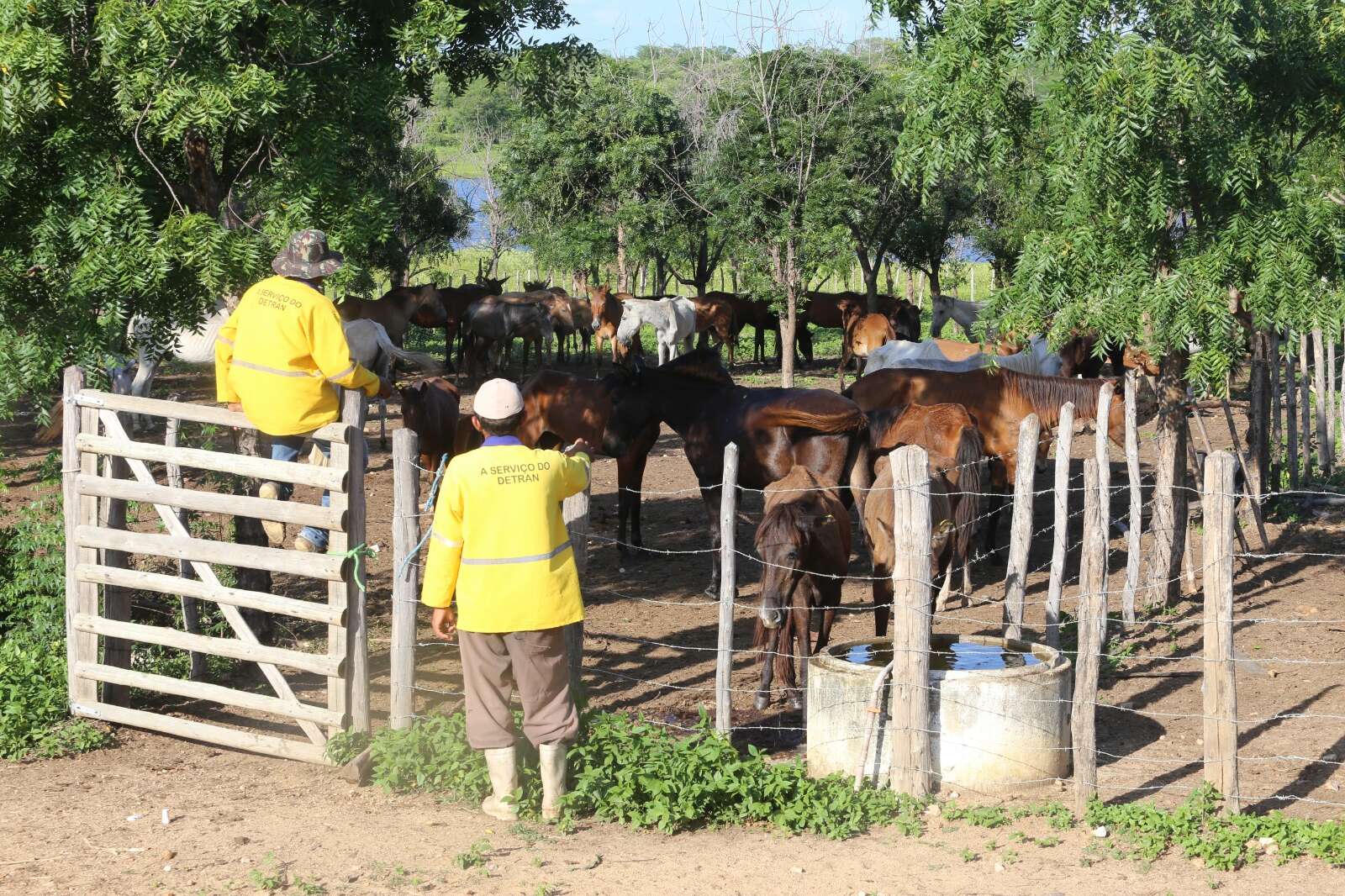 Detran-CE mantém em fazenda mais de 2,6 mil animais resgatados às margens das CEs