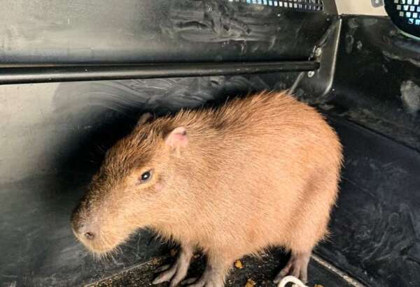 BPMA da PMCE resgata capivara de 40 kg no bairro Praia do Futuro