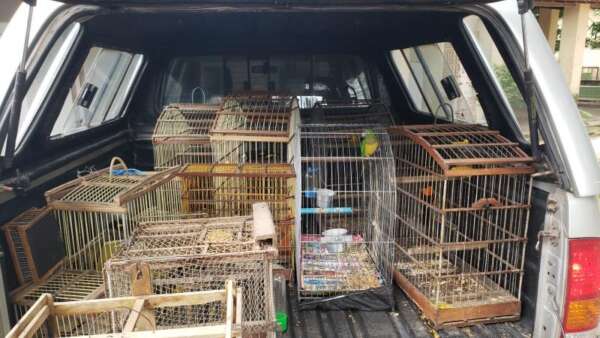 Semace faz apreensão de 35 animais silvestres nos municípios de Pentecoste e Baturité