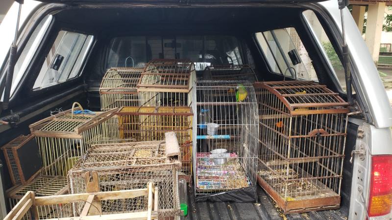 Semace faz apreensão de 35 animais silvestres nos municípios de Pentecoste e Baturité