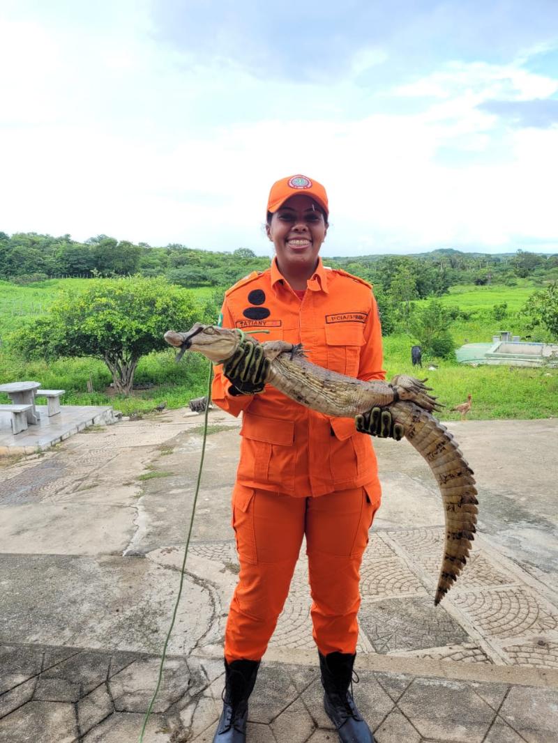 Equipes do CBMCE resgatam jacaretinga em residência no município de Cariré