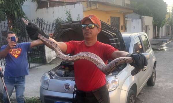 Corpo de Bombeiros resgata jiboia dentro de motor de veículo na Capital
