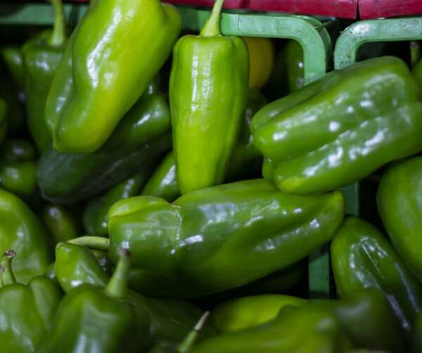 Preço do pimentão verde cai 40% na Ceasa em Maracanaú