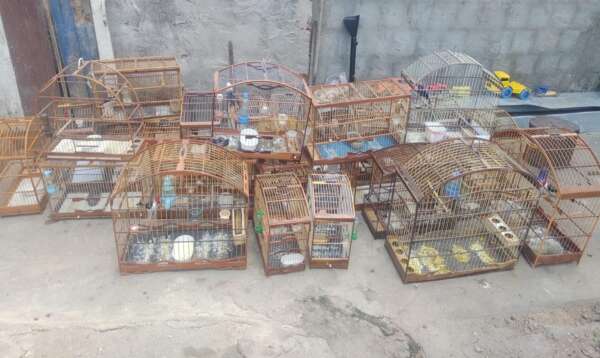 38 pássaros criados em cativeiro são resgatados pelo BPMA em Iguatu