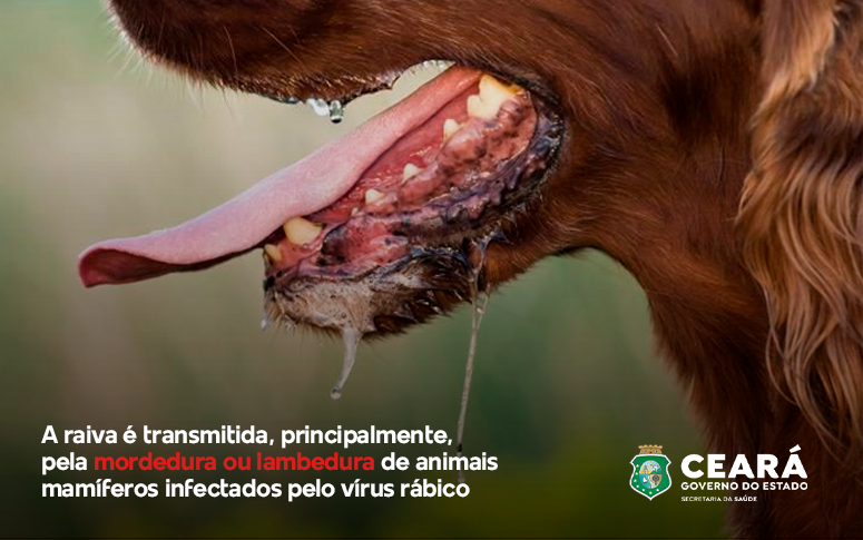 Sesa orienta sobre o que fazer em casos de agressão por animais domésticos ou silvestres