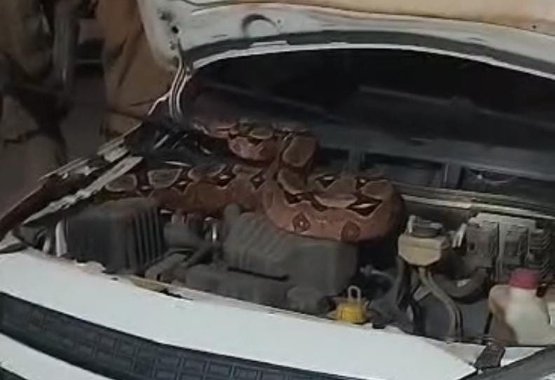 CBMCE resgata jiboia de motor de ambulância em São Luís do Curu