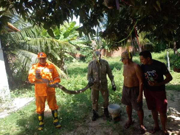 Jiboias são resgatadas pelo Corpo de Bombeiros durante ações distintas, em São Gonçalo do Amarante