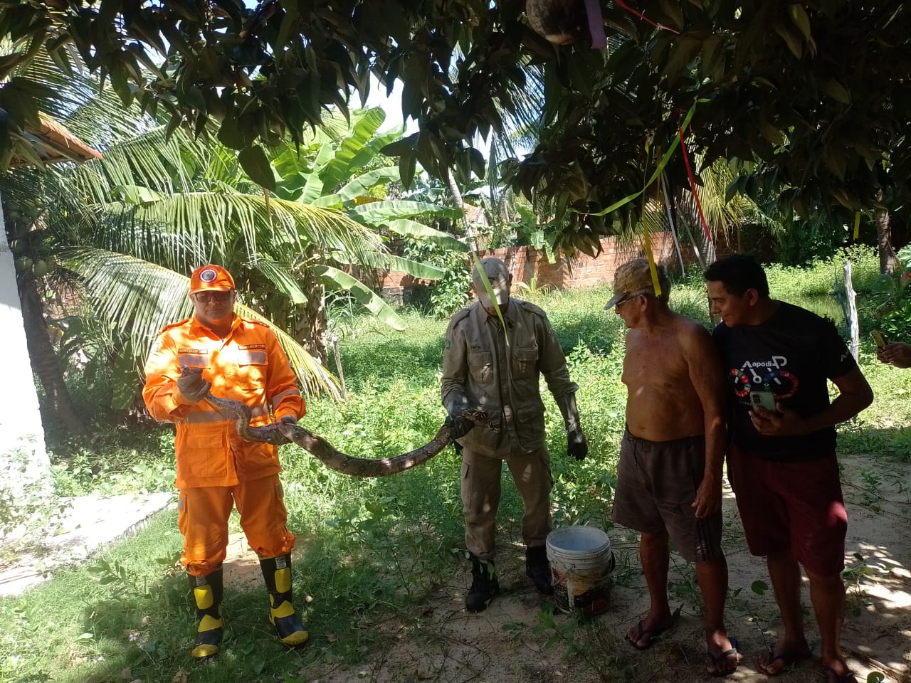 Jiboias são resgatadas pelo Corpo de Bombeiros durante ações distintas, em São Gonçalo do Amarante