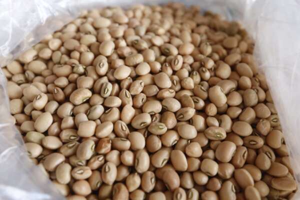 Preço do feijão de corda cai 40,82% na Ceasa em Maracanaú