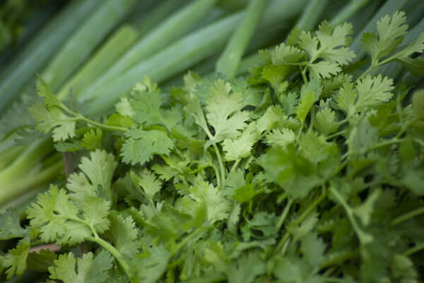 Preço do coentro apresenta queda de 50% na Ceasa Cariri no comparativo