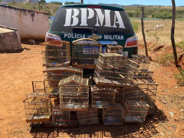 Após diálogo educativo com população, PMCE resgata 113 aves da fauna brasileira em Cariús