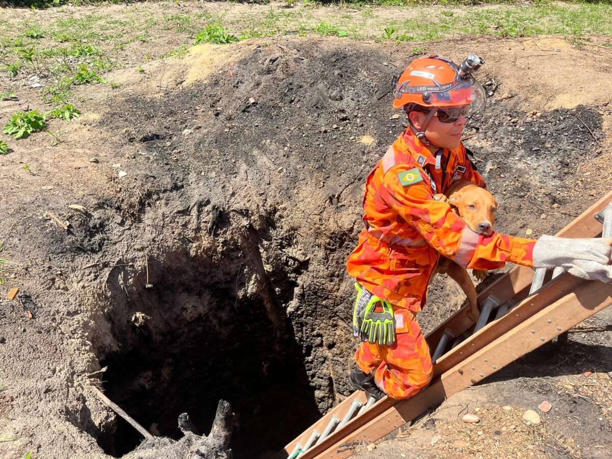 CBMCE resgata filhote de cachorro de cacimba em construção em Aquiraz