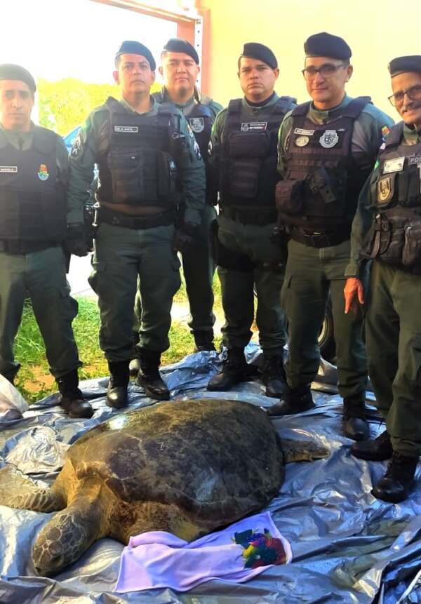 Tartaruga é resgatada pela PMCE após ser encontrada na Praia de Lagoinha