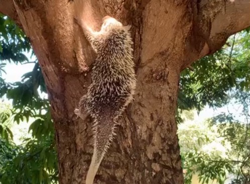 CBMCE resgata porco-espinho e devolve a seu habitat natural em Aiuaba