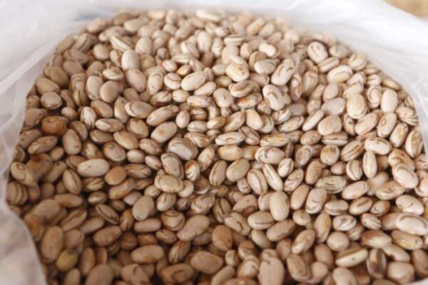 Feijão carioquinha atinge menor preço do semestre na Ceasa em Maracanaú