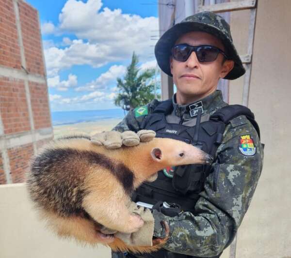 Tamanduá-mirim é resgatado pelo BPMA da PMCE em Caririaçu