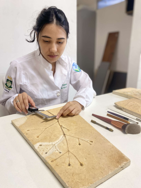 Nova planta fóssil da Chapada do Araripe revela conexões com a China