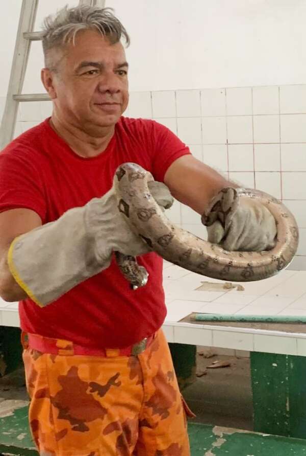 CBMCE resgata jiboia que estava em telhado de escola no bairro Cocó