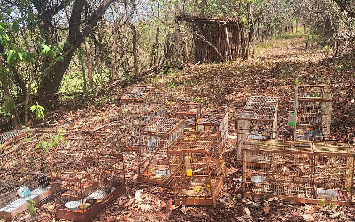 Semace realiza soltura de 53 animais silvestres