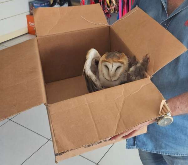 Em ações distintas, PMCE realiza o resgate de cobra e coruja em Fortaleza e Juazeiro do Norte