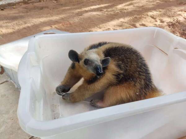 Tamanduá-mirim é resgatado pela PMCE em Barbalha