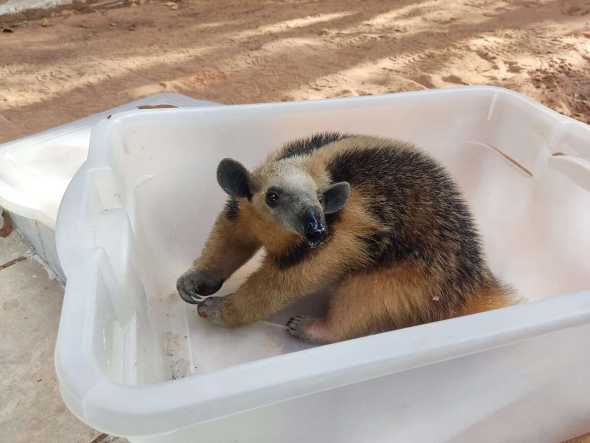 Tamanduá-mirim é resgatado pela PMCE em Barbalha