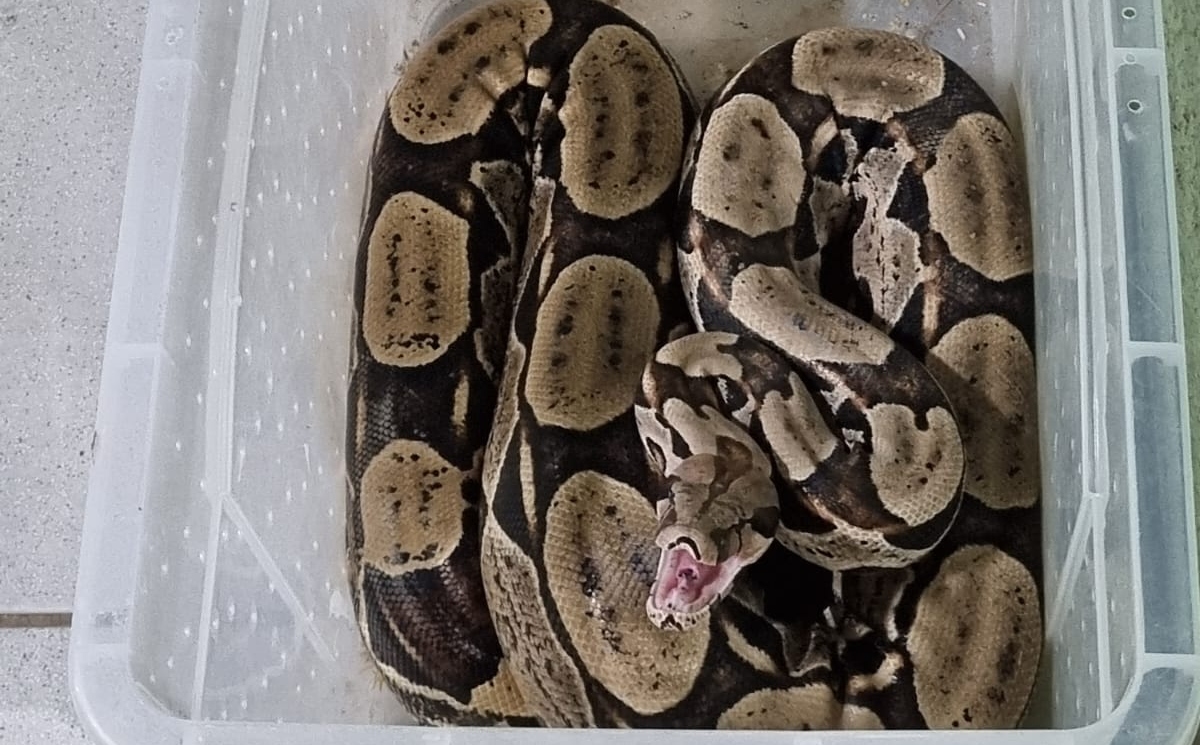 PMCE resgata jiboia encontrada em residência no Crato