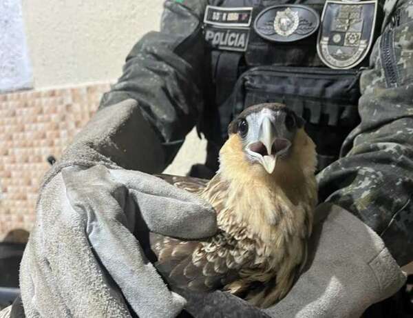 PMCE resgata jiboia e carcará durante ações distintas na Capital