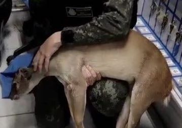 PMCE resgata veado em fábrica de calçados no Crato