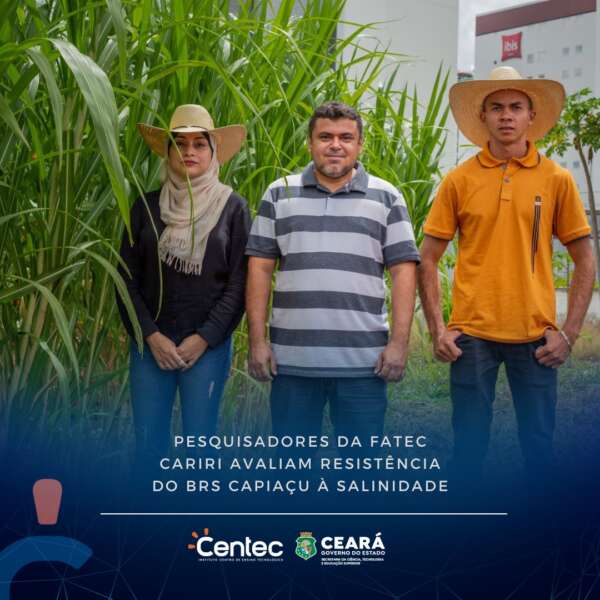 Pesquisadores da Fatec Cariri avaliam resistência do BRS Capiaçu à salinidade